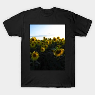 blooming sunflowers, sunflower, sunfower field, flowers T-Shirt